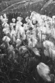 lash_002