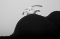 nlsh_id003